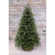 Ель Дворянская 245 см зеленая